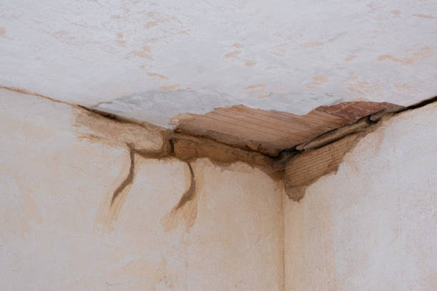 Best Water damage contractors near me  in Shepherd, MI