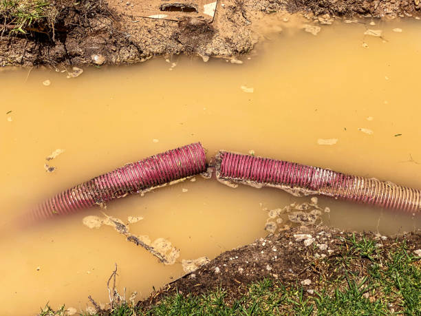 Best Flood restoration services  in Shepherd, MI